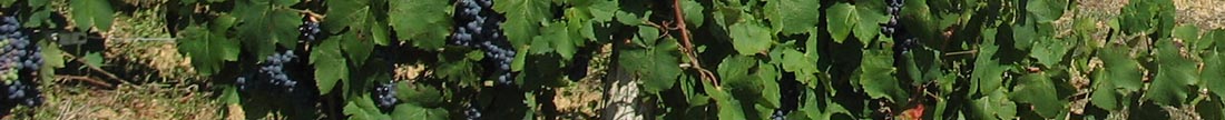 vignoble
