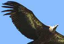 griffon vulture france