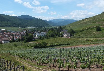 Alsace vineyards near Turckheim