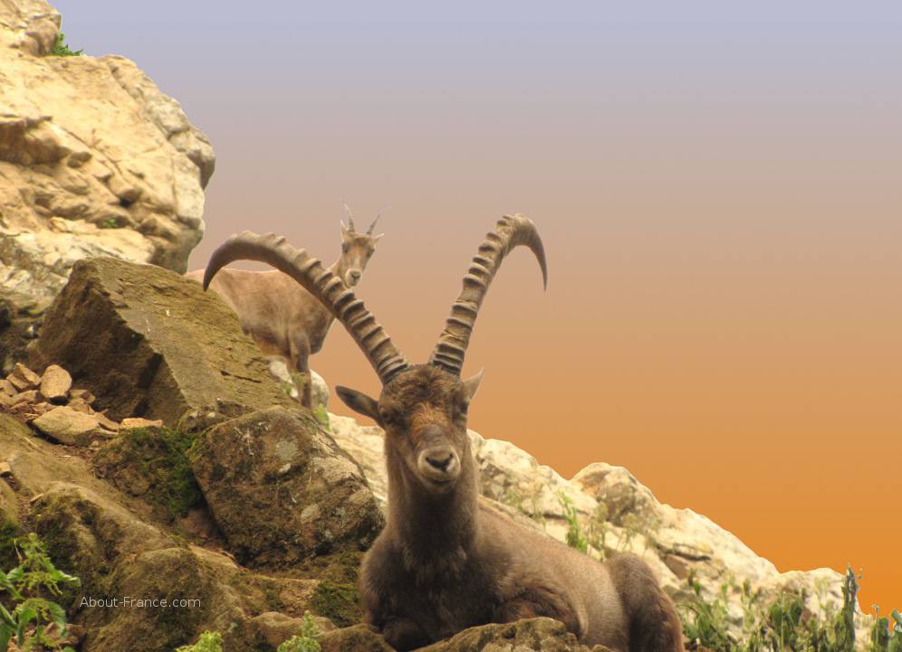 Wild animals in south west france