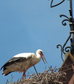 Stork on an Alsace church