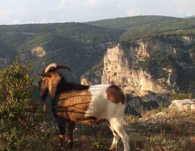 Ardeche goat admiring the gorge