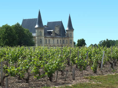 A vineyard in the Medoc