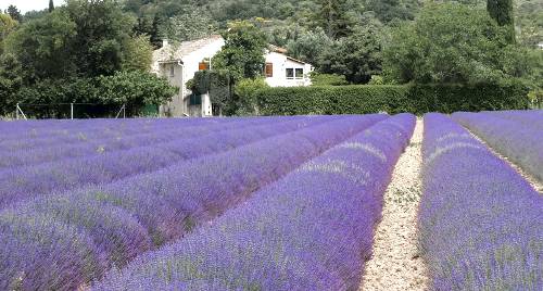 lavender field provence