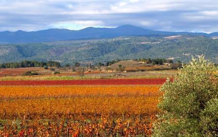 minervois vineyards