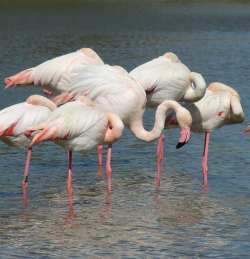 Camargue flamingos