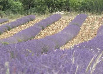 Lavender in the Ardèche