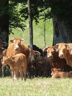 Limousine cattle
