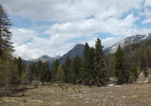 Alpine pastures