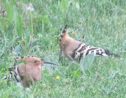 Hoopoes