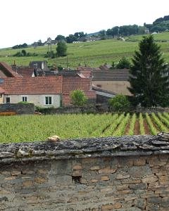Burgundy vineyard