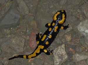 Salamander