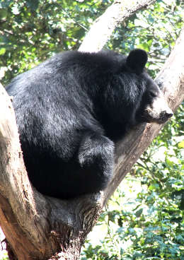 black bear - Auvergne wildlife park Ardes sur Couze