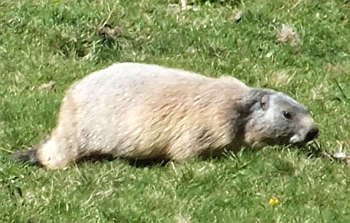 Marmot in France